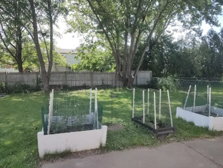 A tree after trimming in Rochester Hills, MI