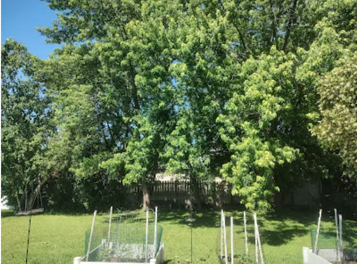 A tree before trimming in Rochester Hills, MI
