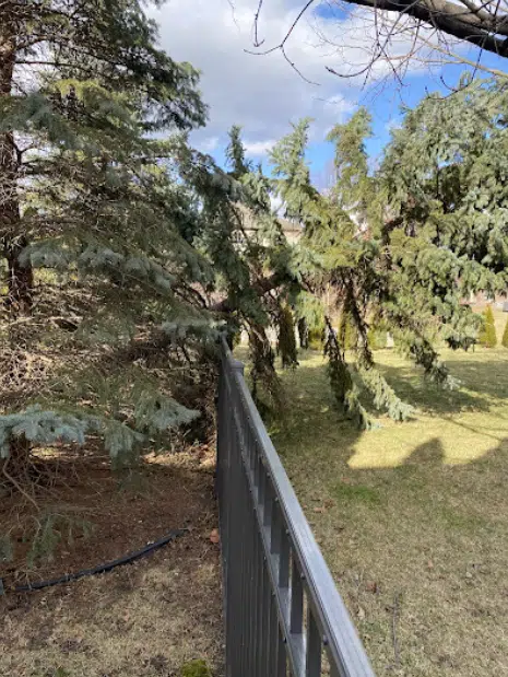 a fence and a tree during an emergency tree removal in Farmington Hills, MI