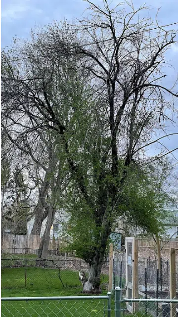 A tree before removal in Royal Oak, MI