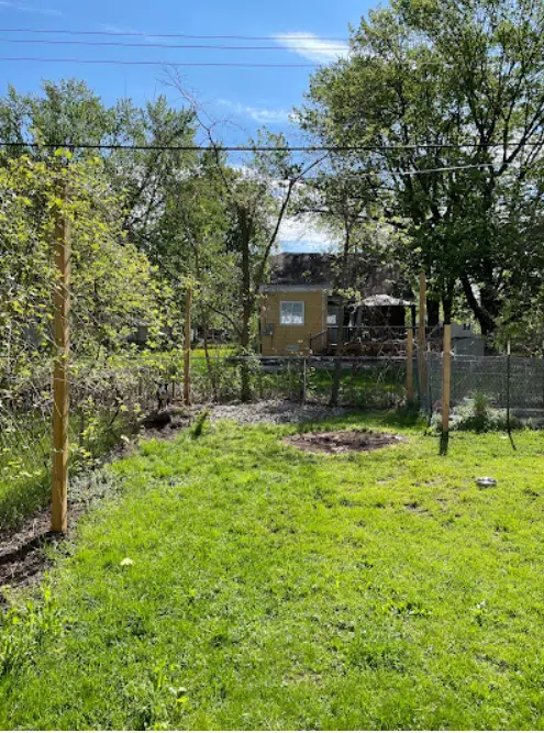 A lot after tree removal in Royal Oak, MI