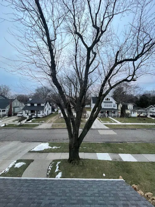 A tree before removal in Southfield, MI