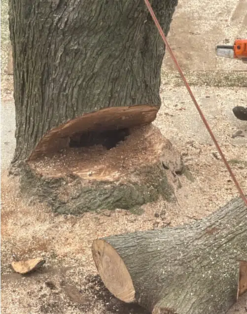 A tree being removed in Southfield, MI