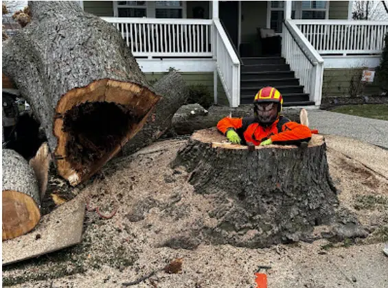 A team member after a tree removal in Southfield, MI