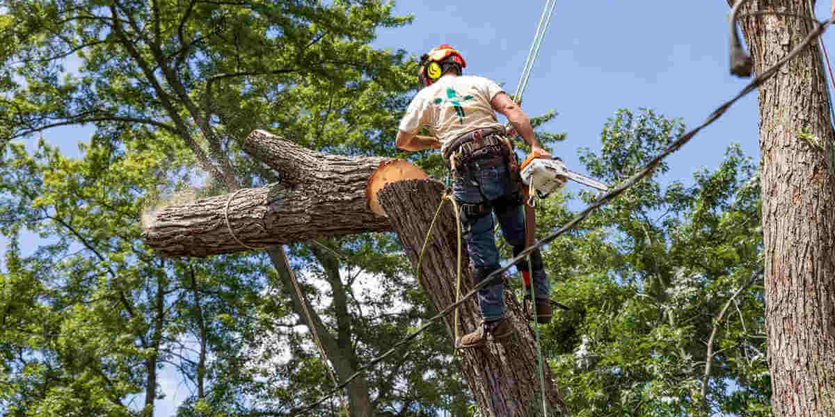An emergency tree removal in Bloomfield Hills, MI