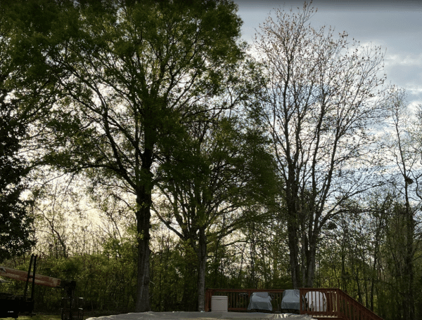 A group of trees before removal in Oakland County, MI