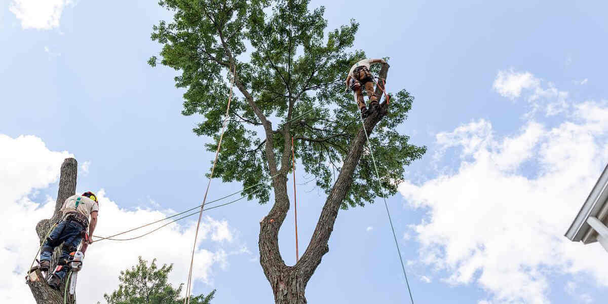 A crew member during a tree pruning