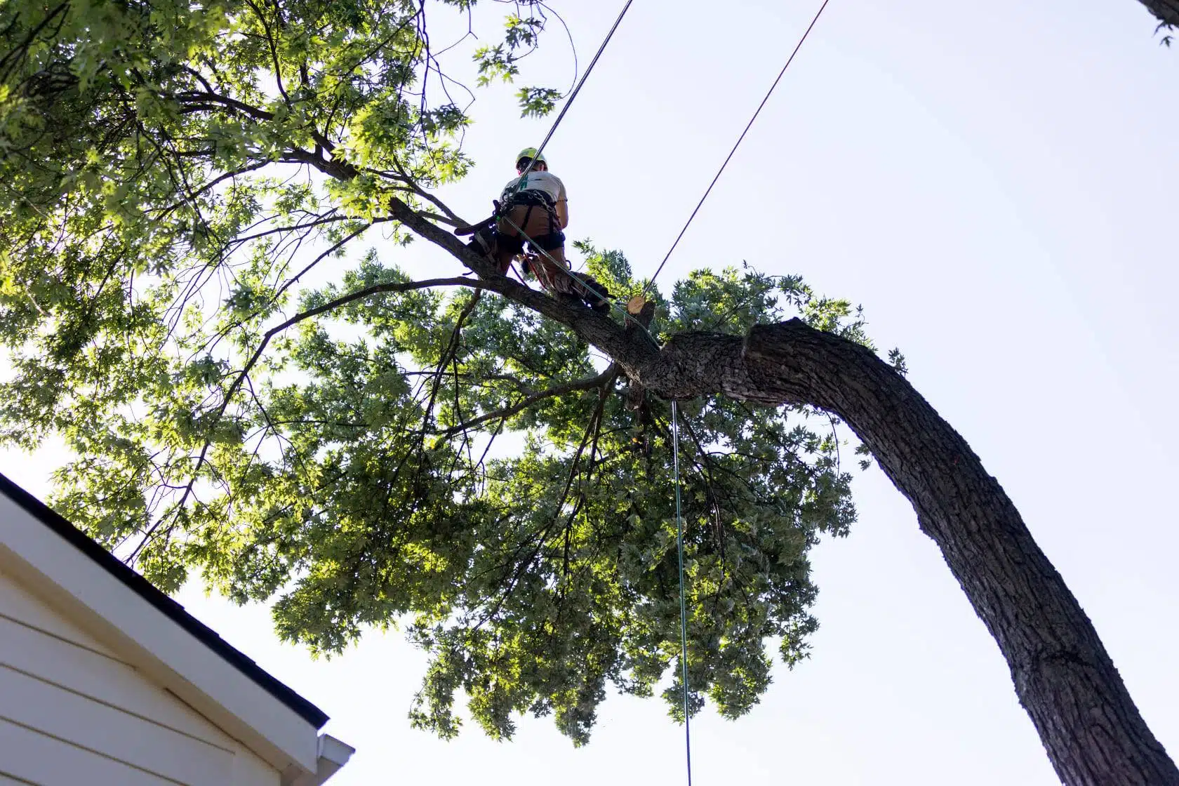 A team member during a tree pruning in West Bloomfield, MI