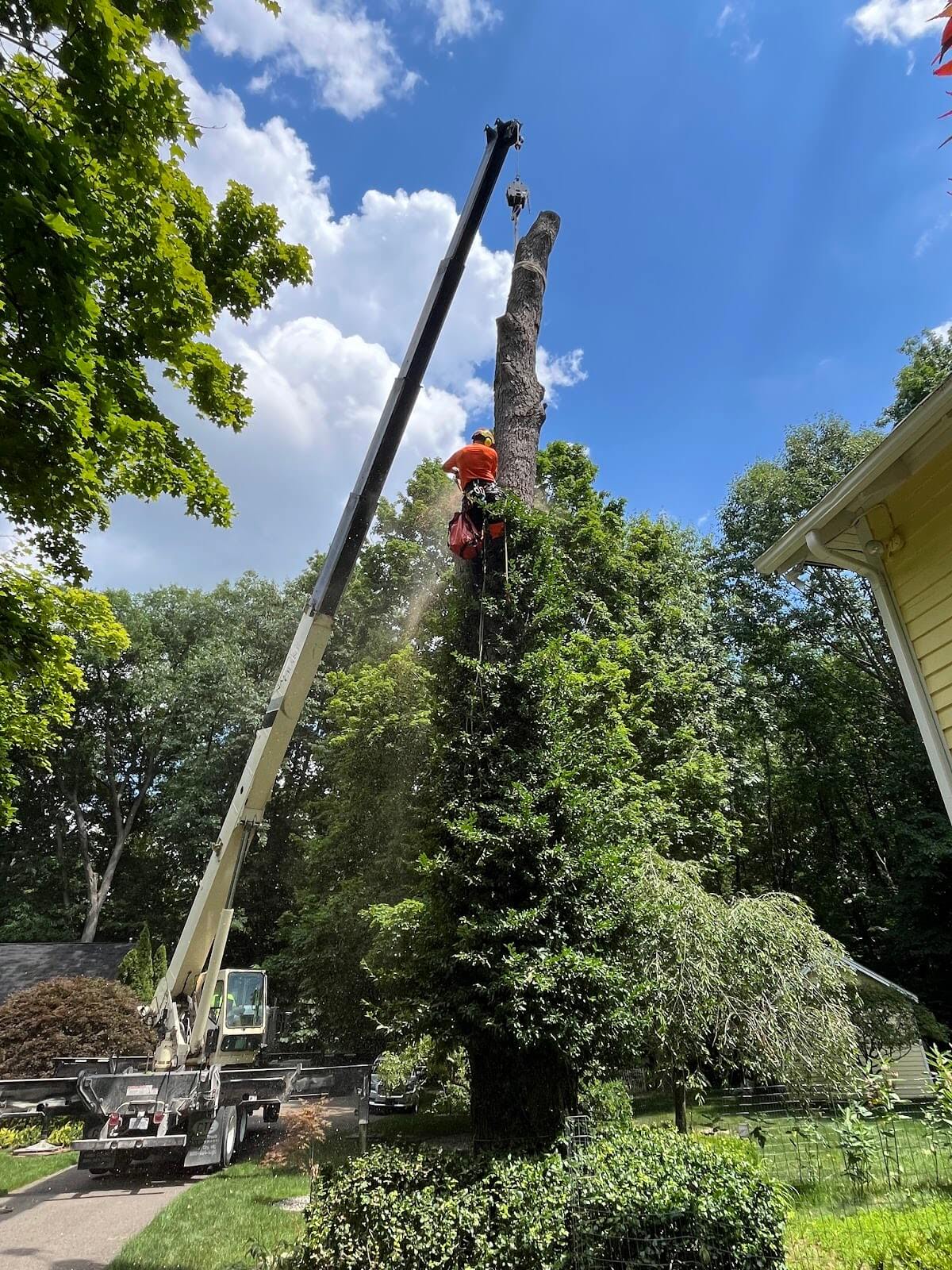 Team members during a successful tree removal in Oakland County,MI