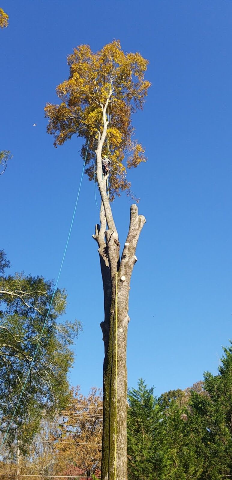 how jcs tree service provided prompt tree removal for an oakland county homeowner