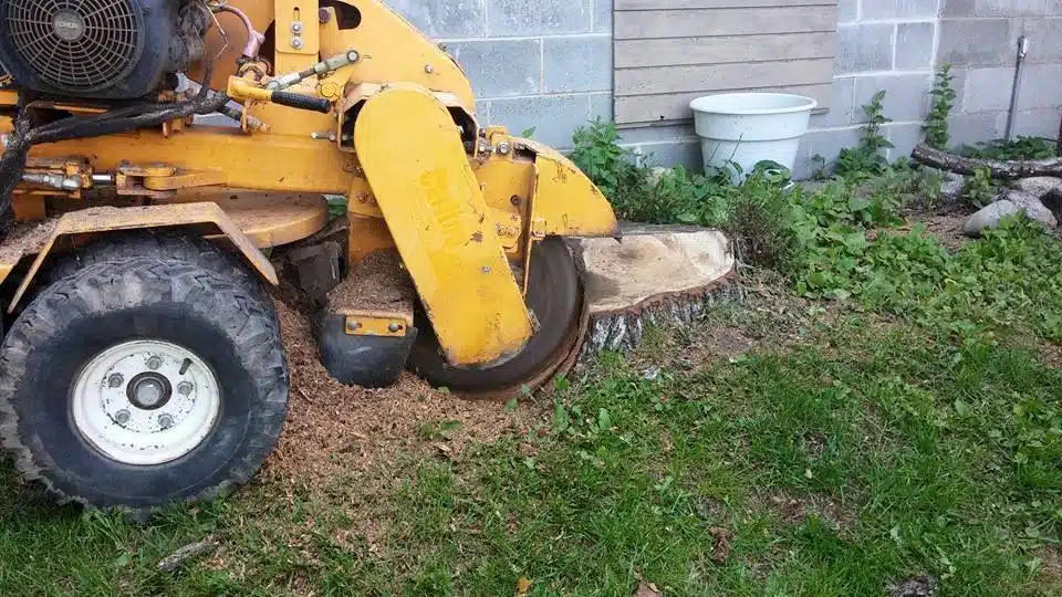 stump grinding for an Oakland county homeowner
