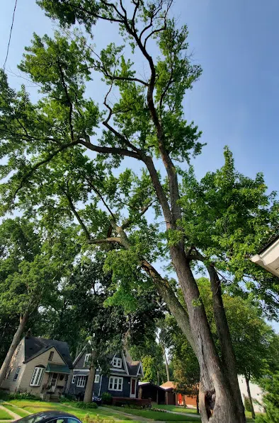 A tree during removal in Troy, MI