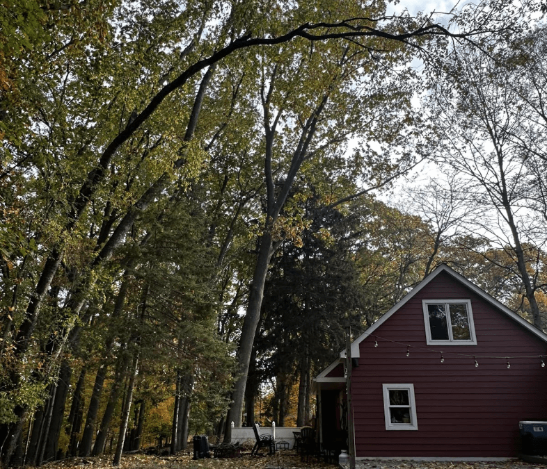 Safe and Efficient Silver Oak Tree Removal by JCS Tree Care Professionals in Troy, MI