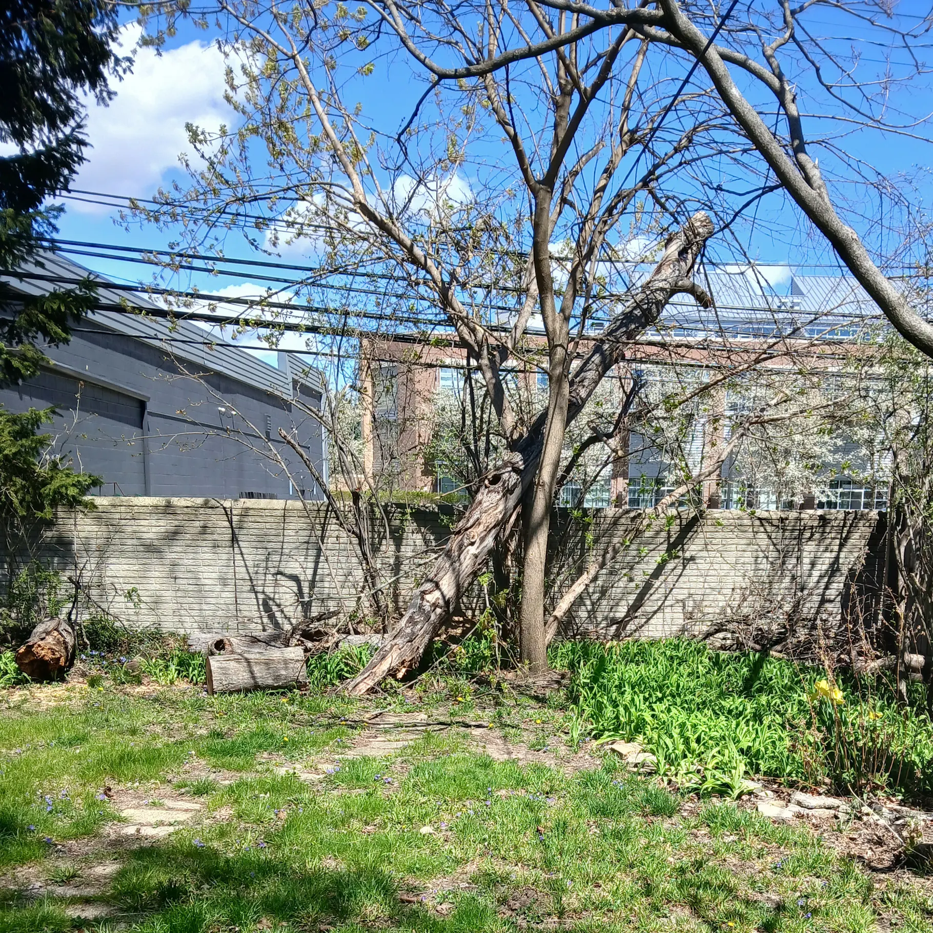 A large oak tree in Southfield before removal