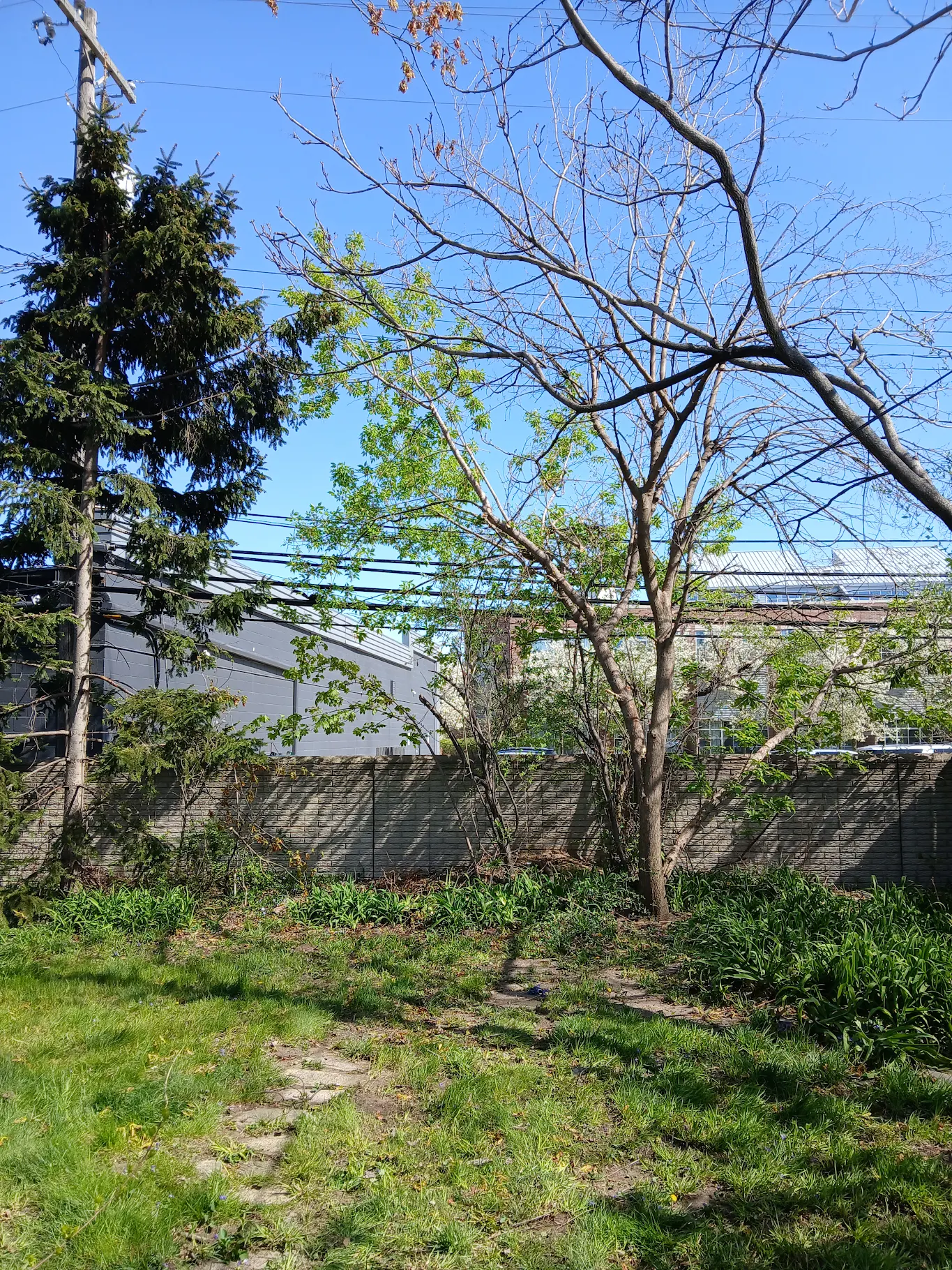 A yard in Southfield after complete oak tree removal