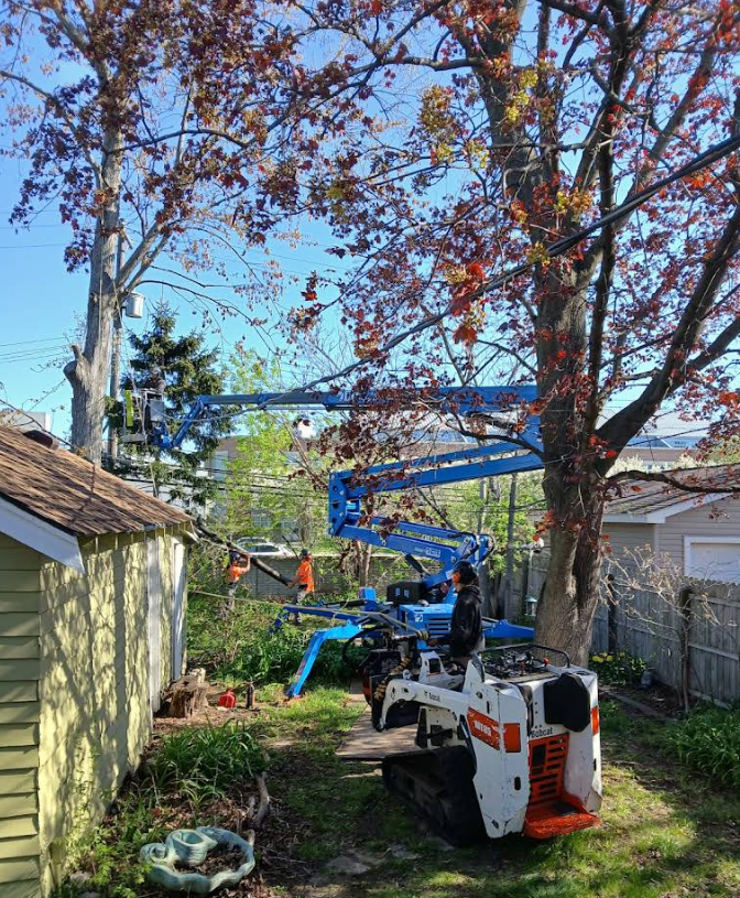 Team members during a tree removal in Southfield, MI