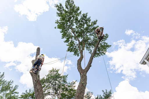 Tree Removal in Farmington Hills