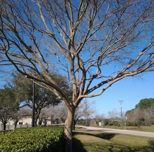 Tree Pruning in Troy