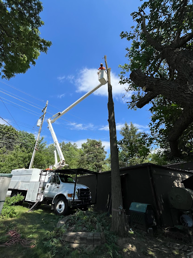 Dead Elm Tree Removal