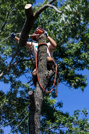 tree removal royal oak