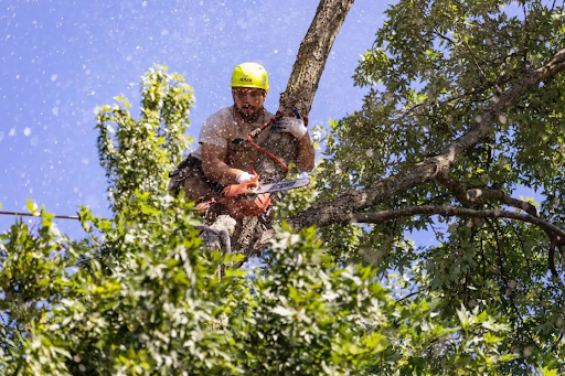Tree Trimming & Pruning in Troy