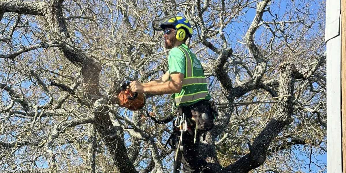 can over pruning kill a tree