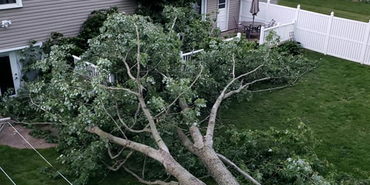 which way will a tree fall in a storm