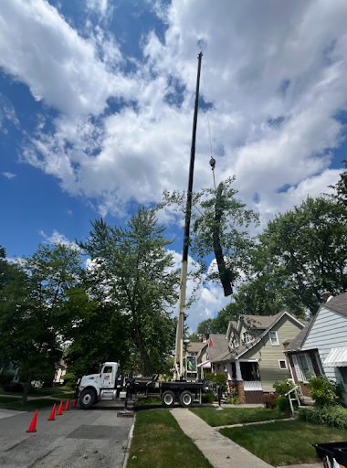 Tree Removal in Rochester Hills