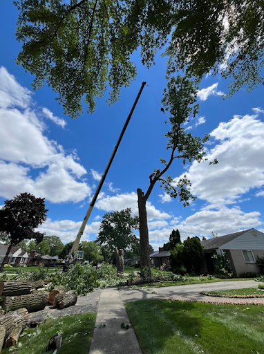 Tree Removal in Royal Oak