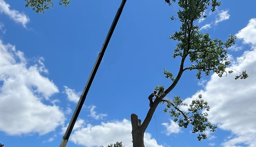 Tree Removal in Royal Oak