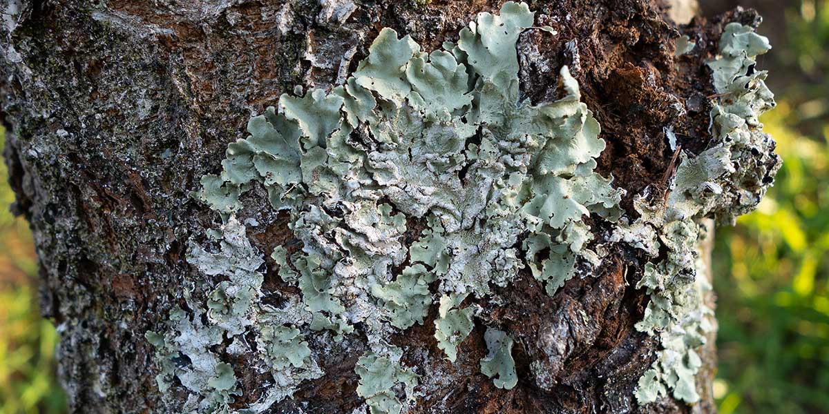 white spots on tree bark