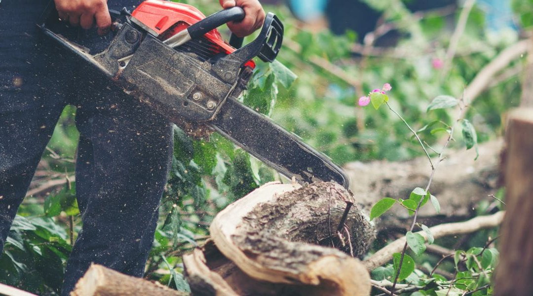 How Long Does It Take To Completely Remove a Tree?